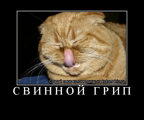 Котоматрица: свинной грип 