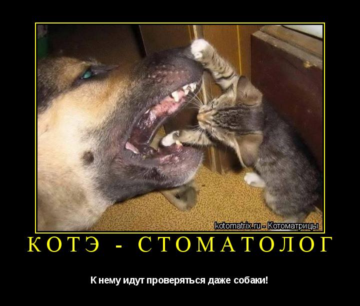 Котэ - стоматолог К нему идут проверяться даже собаки!... Котоматрица: Котэ - стоматолог К нему идут проверяться даже собаки!