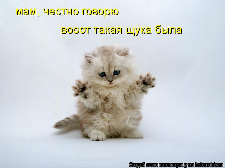 Котоматрица: мам, честно говорю вооот такая щука была