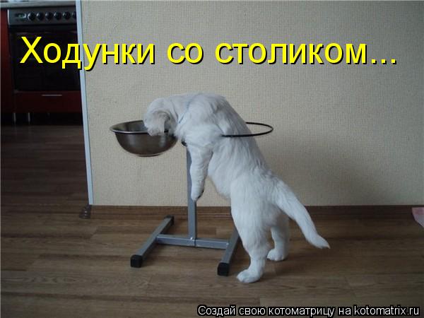 Ходунки со столиком...... Котоматрица: Ходунки со столиком...