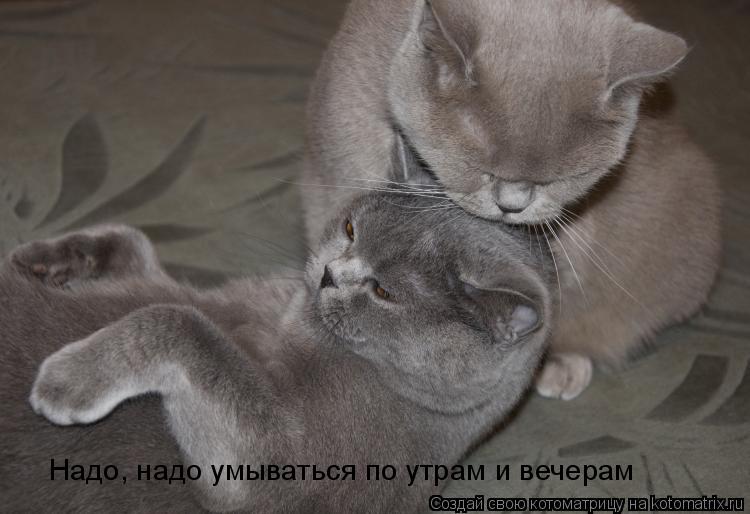 Надо, надо умываться по утрам и вечерам... Котоматрица: Надо, надо умываться по утрам и вечерам