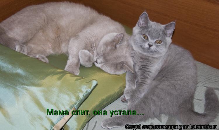 Мама спит, она устала...... Котоматрица: Мама спит, она устала...