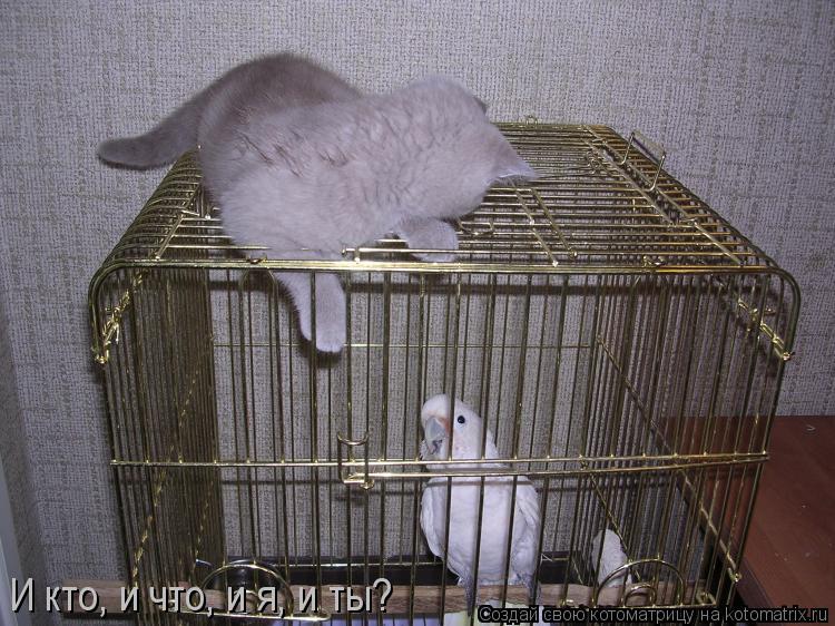 И кто, и что, и я, и ты?... Котоматрица: И кто, и что, и я, и ты?