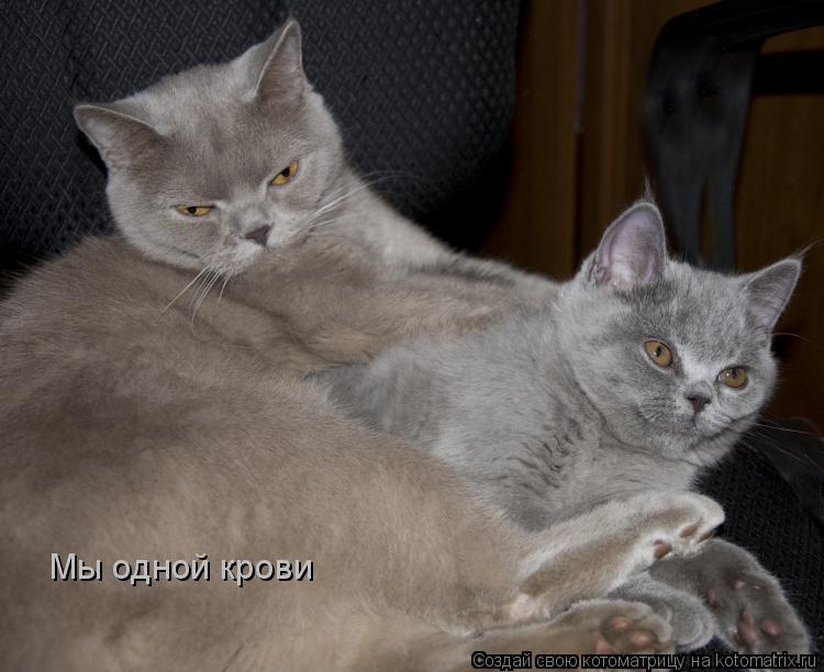 Мы одной крови... Котоматрица: Мы одной крови