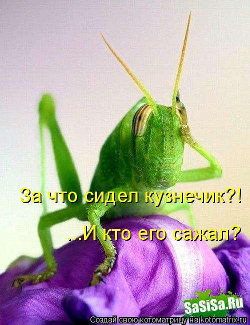 За что сидел кузнечик?! ...И кто его сажал?... Котоматрица: За что сидел кузнечик?! ...И кто его сажал?