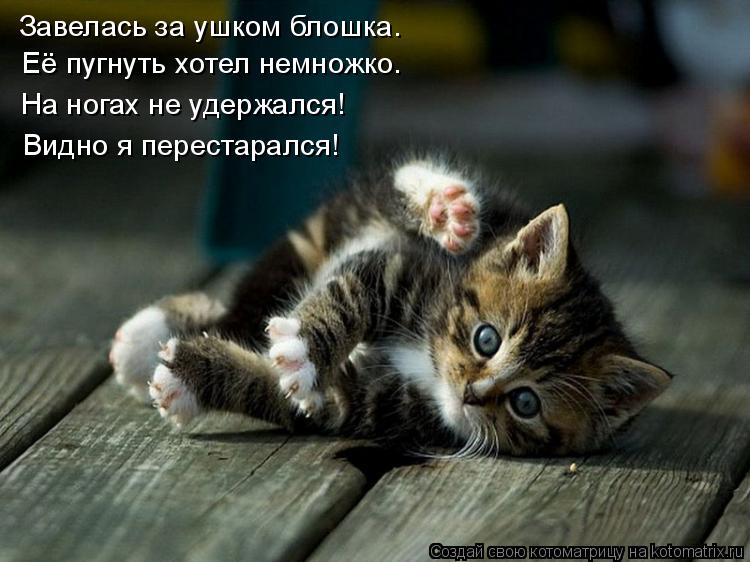 Завелась за ушком блошка. Её пугнуть хотел немножко. На ногах не удержался! Видно я перестарался!... Котоматрица: Завелась за ушком блошка. Её пугнуть хотел немножко. На ногах не удержался! Видно я перестарался!