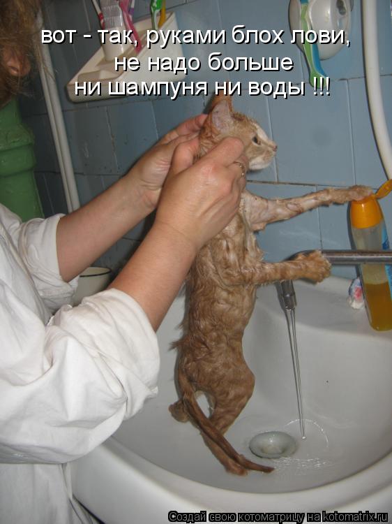 Котоматрица: вот - так, руками блох лови, не надо больше  ни шампуня ни воды !!!