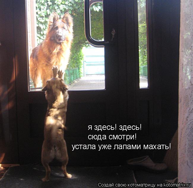Котоматрица: я здесь! здесь! сюда смотри! устала уже лапами махать!