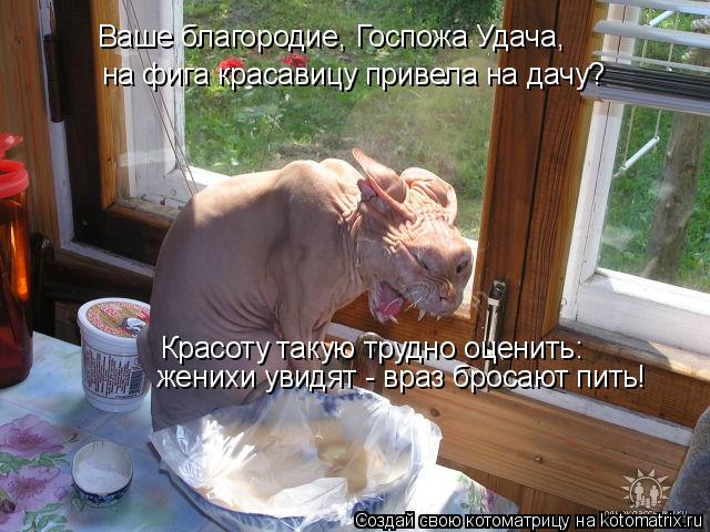 Ваше благородие, Госпожа Удача, на фига красавицу привела на дачу? Красоту такую трудно оценить: жен... Котоматрица: Ваше благородие, Госпожа Удача, на фига красавицу привела на дачу? Красоту такую трудно оценить: женихи увидят - враз бросают пить!