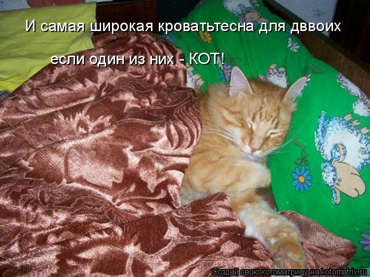 Котоматрица: И самая широкая кроватьтесна для дввоих если один из них - КОТ!