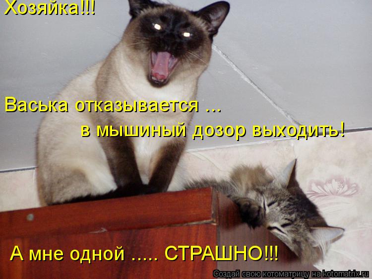 Хозяйка!!! Васька отказывается ... в мышиный дозор выходить! А мне одной ..... СТРАШНО!!!... Котоматрица: Хозяйка!!! Васька отказывается ... в мышиный дозор выходить! А мне одной ..... СТРАШНО!!!