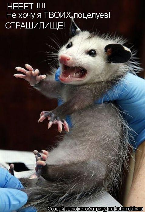Котоматрица: НЕЕЕТ !!!!  Не хочу я ТВОИХ поцелуев! СТРАШИЛИЩЕ!