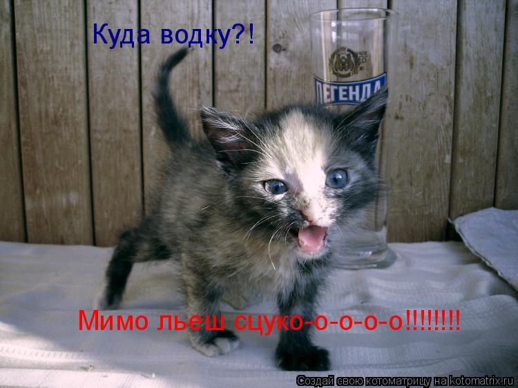 Котоматрица: Куда водку?! Мимо льеш сцуко-о-о-о-о!!!!!!!!