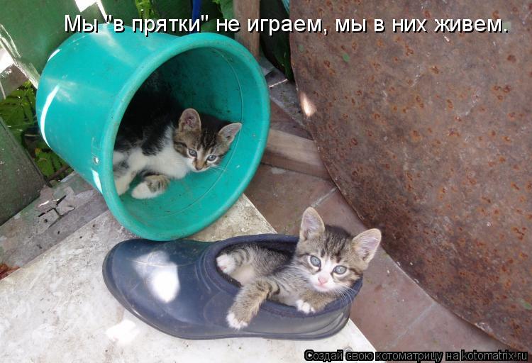 Котоматрица: Мы "в прятки" не играем, мы в них живем.