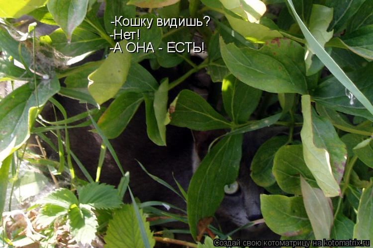 Котоматрица: -Кошку видишь? -Нет! -А ОНА - ЕСТЬ!