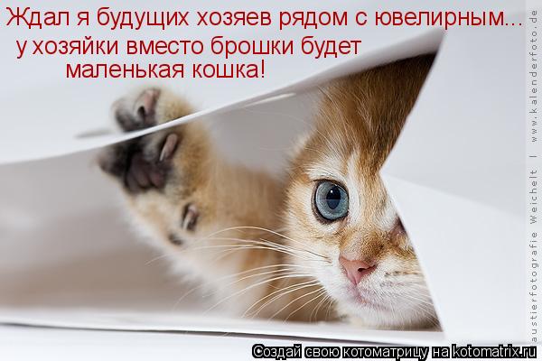 Ждал я будущих хозяев рядом с ювелирным... у хозяйки вместо брошки будет маленькая кошка!... Котоматрица: Ждал я будущих хозяев рядом с ювелирным... у хозяйки вместо брошки будет маленькая кошка!