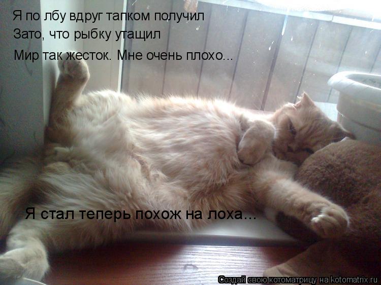 Котоматрица: Я по лбу вдруг тапком получил Зато, что рыбку утащил Мир так жесток. Мне очень плохо... Я стал теперь похож на лоха...