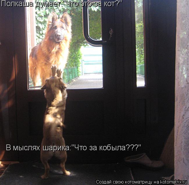 Котоматрица: Полкаша думает:"Что это за кот?" В мыслях шарика:"Что за кобыла???"
