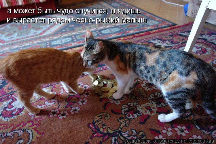 Котоматрица: а может быть чудо случится, глядишь и вырастет рядом черно-рыжий малыш