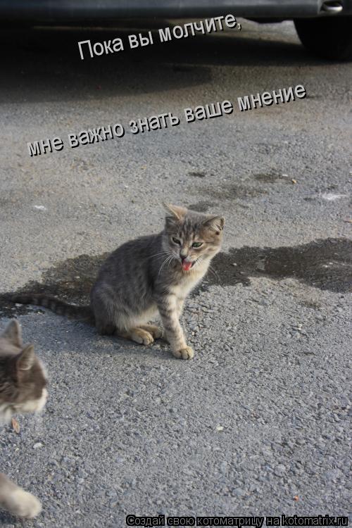 Котоматрица: Пока вы молчите,  мне важно знать ваше мнение