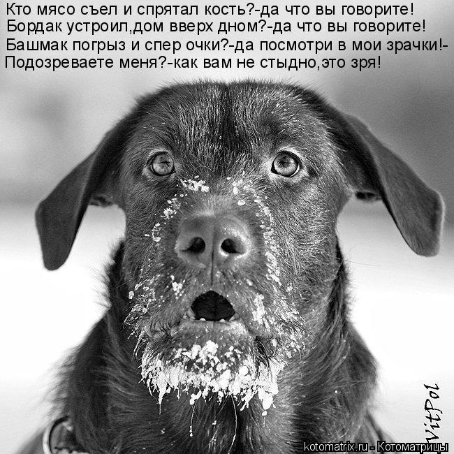 Котоматрица: Кто мясо съел и спрятал кость?-да что вы говорите! Бордак устроил,дом вверх дном?-да что вы говорите! Башмак погрыз и спер очки?-да посмотри в 