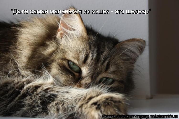 Котоматрица: "Даже самая маленькая из кошек - это шедевр"