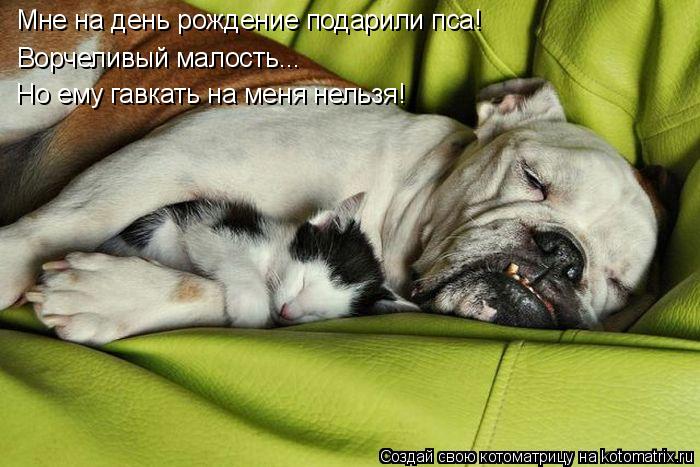 Котоматрица: Мне на день рождение подарили пса! Ворчеливый малость... Но ему гавкать на меня нельзя!