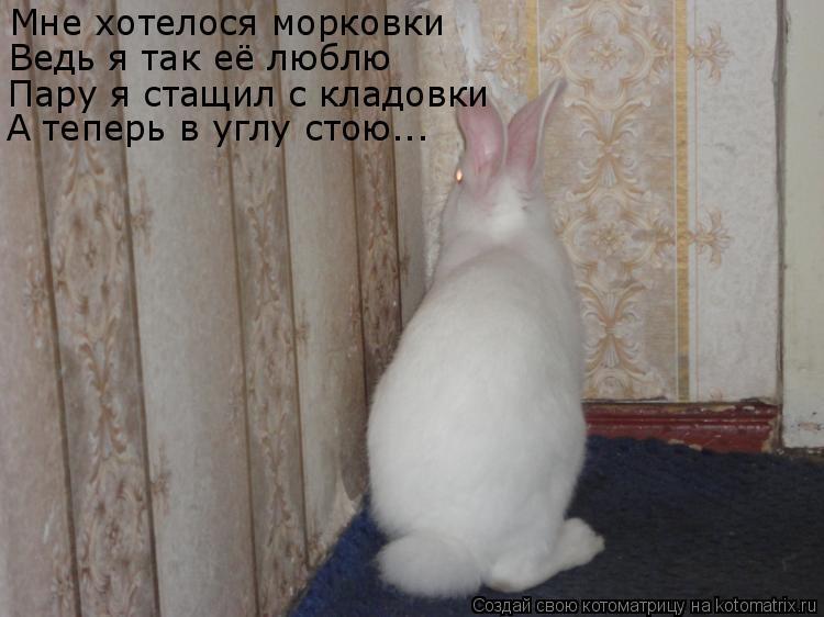 Мне хотелося морковки Ведь я так её люблю Пару я стащил с кладовки А теперь в углу стою...... Котоматрица: Мне хотелося морковки Ведь я так её люблю Пару я стащил с кладовки А теперь в углу стою...