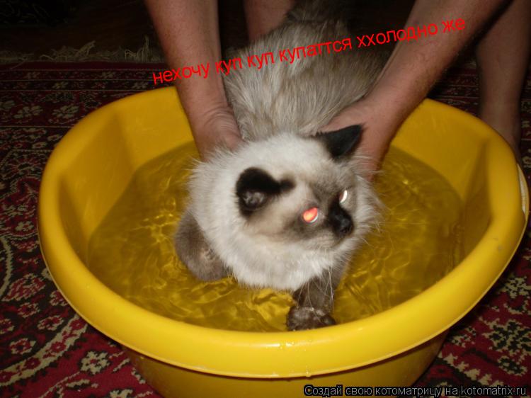 нехочу куп куп купаттся ххолодно же нехочу куп куп купаттся ххолодно же... Котоматрица: нехочу куп куп купаттся ххолодно же нехочу куп куп купаттся ххолодно же