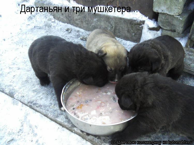 Дартаньян и три мушкетера...... Котоматрица: Дартаньян и три мушкетера...