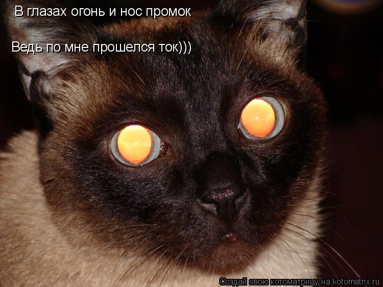 В глазах огонь и нос промок Ведь по мне прошелся ток)))... Котоматрица: В глазах огонь и нос промок Ведь по мне прошелся ток)))