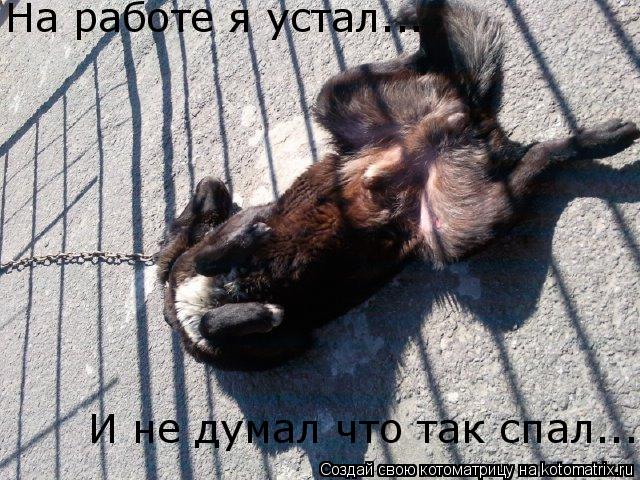 На работе я устал... И не думал что так спал...... Котоматрица: На работе я устал... И не думал что так спал...