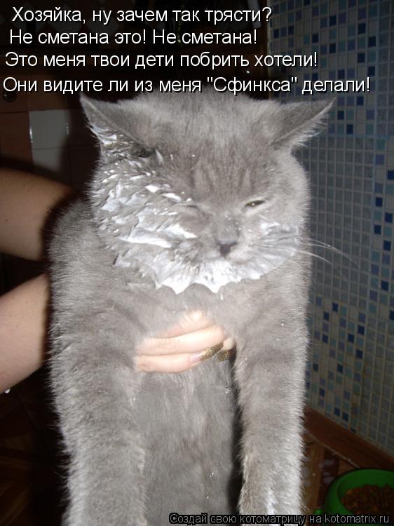 Хозяйка, ну зачем так трясти? Не сметана это! Не сметана! Это меня твои дети побрить хотели! Они види... Котоматрица: Хозяйка, ну зачем так трясти? Не сметана это! Не сметана! Это меня твои дети побрить хотели! Они видите ли из меня "Сфинкса" делали!