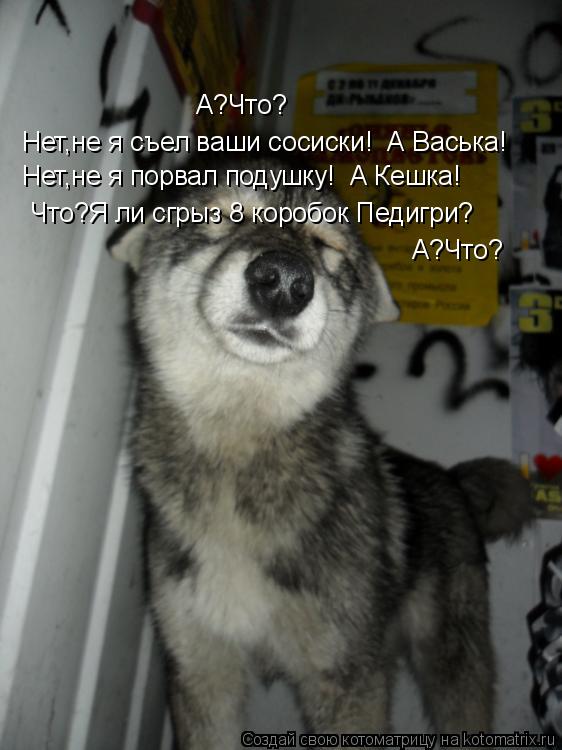 А?Что? Нет,не я съел ваши сосиски! А Васька! Нет,не я порвал подушку! А Кешка! Что?Я ли сгрыз 8 кор... Котоматрица: А?Что? Нет,не я съел ваши сосиски! А Васька! Нет,не я порвал подушку! А Кешка! Что?Я ли сгрыз 8 коробок Педигри? А?Что?