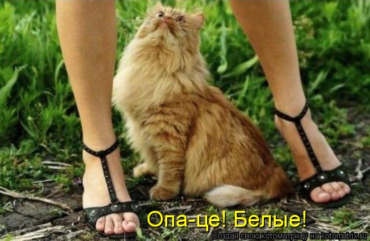 Опа-це! Белые!... Котоматрица: Опа-це! Белые!