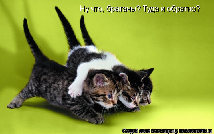 Ну что, братаны? Туда и обратно?... Котоматрица: Ну что, братаны? Туда и обратно?