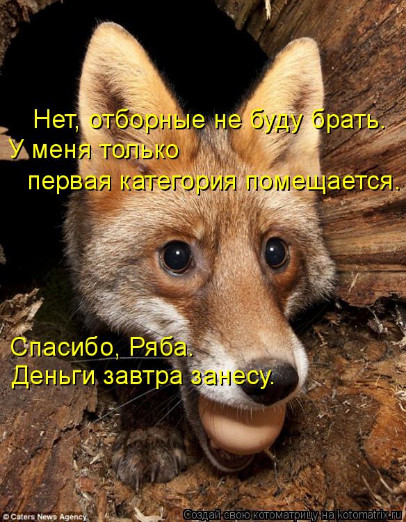 Котоматрица: Нет, отборные не буду брать. У меня только  первая категория помещается. Спасибо, Ряба.  Деньги завтра занесу.
