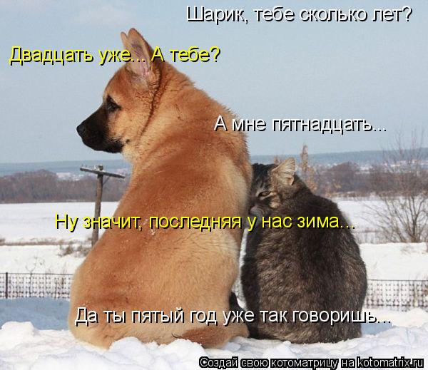 Шарик, тебе сколько лет? Двадцать уже... А тебе? А мне пятнадцать... Ну значит, последняя у нас зима.... Котоматрица: Шарик, тебе сколько лет? Двадцать уже... А тебе? А мне пятнадцать... Ну значит, последняя у нас зима... Да ты пятый год уже так говоришь...
