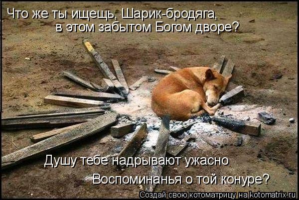 Что же ты ищещь, Шарик-бродяга, в этом забытом Богом дворе? Воспоминанья о той конуре? Душу тебе на... Котоматрица: Что же ты ищещь, Шарик-бродяга, в этом забытом Богом дворе? Воспоминанья о той конуре? Душу тебе надрывают ужасно
