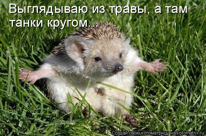 Выглядываю из травы, а там танки кругом...... Котоматрица: Выглядываю из травы, а там танки кругом...