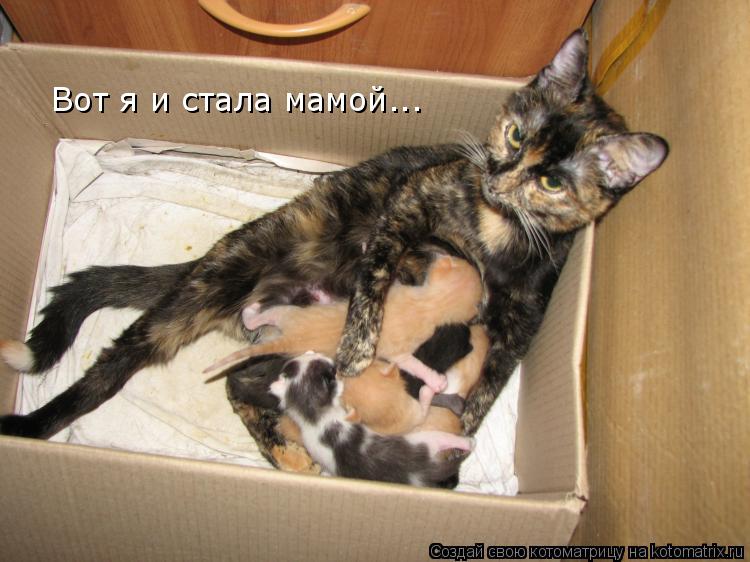 Вот я и стала мамой...... Котоматрица: Вот я и стала мамой...