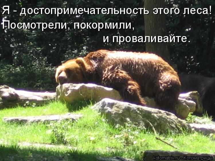 Я - достопримечательность этого леса! Посмотрели, покормили, и проваливайте.... Котоматрица: Я - достопримечательность этого леса! Посмотрели, покормили, и проваливайте.