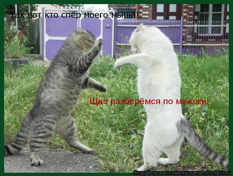 Так вот кто спёр моего мыша! Щас разберёмся по мужски!... Котоматрица: Так вот кто спёр моего мыша! Щас разберёмся по мужски!