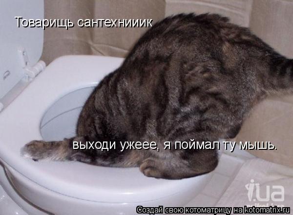 Товарищь сантехнииик выходи ужеее, я поймал ту мышь.... Котоматрица: Товарищь сантехнииик выходи ужеее, я поймал ту мышь.