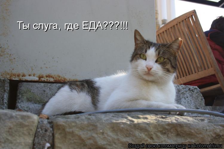 Ты слуга, где ЕДА???!!!... Котоматрица: Ты слуга, где ЕДА???!!!