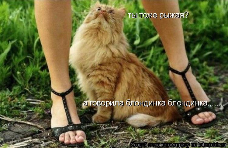 ты тоже рыжая? а говорила блондинка блондинка.......... Котоматрица: ты тоже рыжая? а говорила блондинка блондинка.......