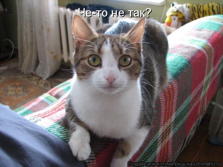 Котоматрица: Че-то не так?