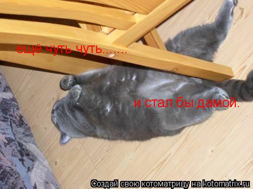 Котоматрица: ещё чуть чуть....... и стал бы дамой.