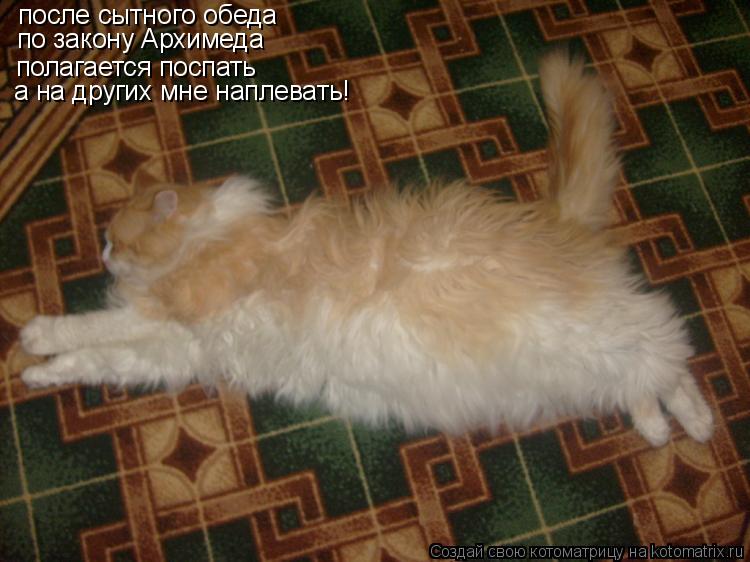 Котоматрица: после сытного обеда  по закону Архимеда полагается поспать а на других мне наплевать!