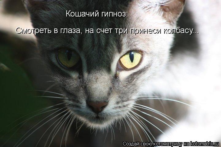 Котоматрица: Кошачий гипноз:  Смотреть в глаза, на счет три принеси колбасу...